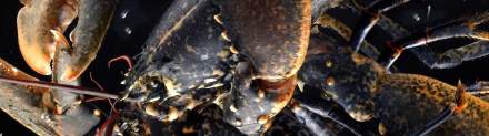 homards