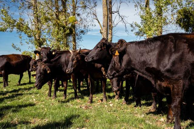 La Maison dans le Parc | Restaurant Gault &amp; Millau Nancy | Vaches 